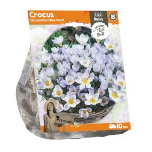 Baltus Crocus Chrysanthus Blue Pearl bloembollen per 10 stuks